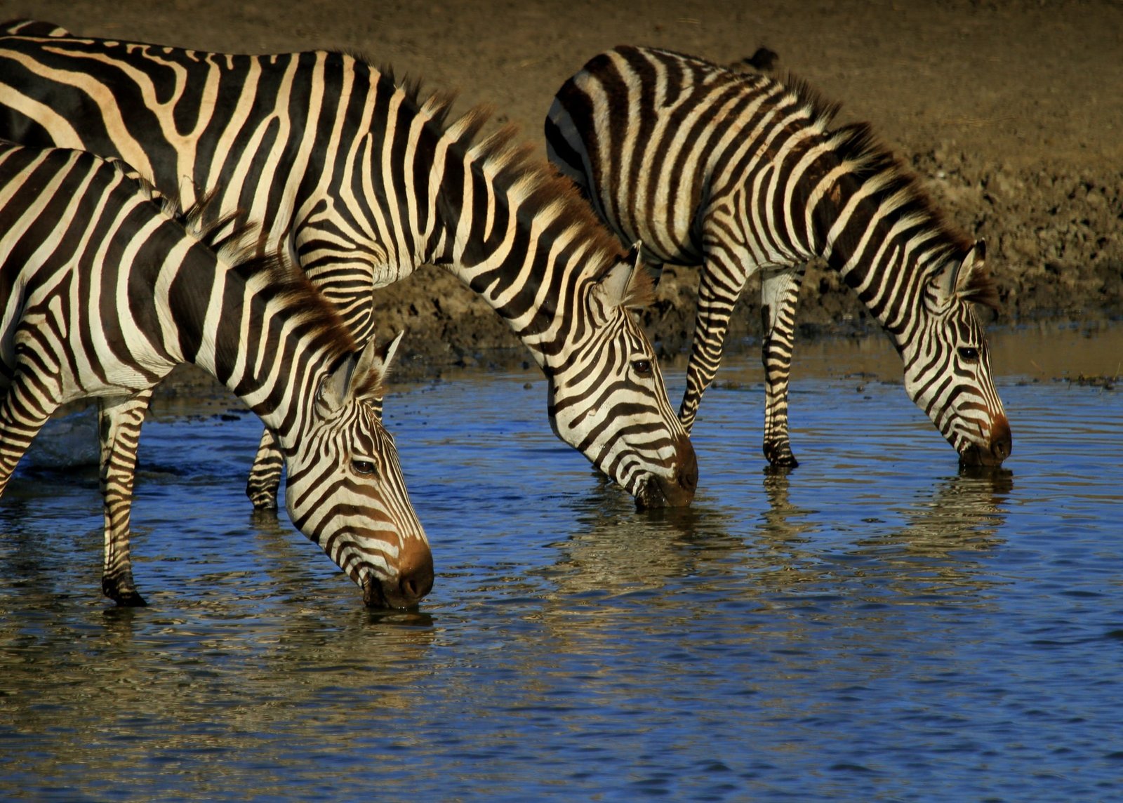 Zebras Drinking Water on River