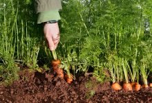 Carrot Cultivation Business in India - A Complete Guide