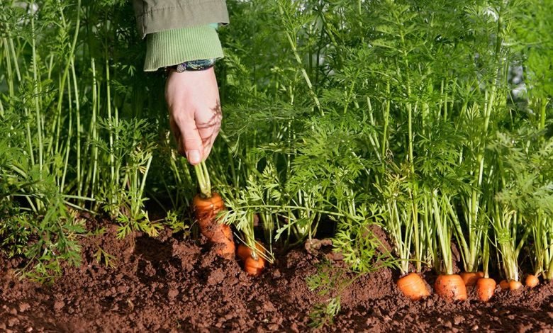 Carrot Cultivation Business in India - A Complete Guide