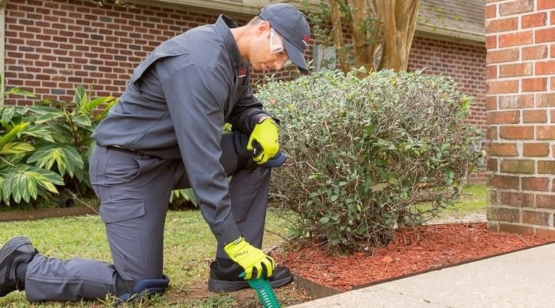 affordable termites pest control near me