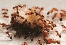 ants pest control brisbane