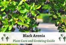 Black Aronia – Plant Care and Growing Guide