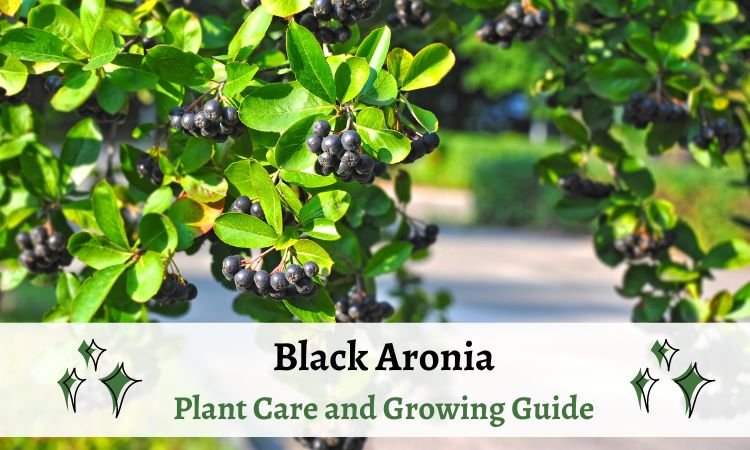 Black Aronia – Plant Care and Growing Guide