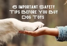 6 Important Safety Tips Before You Buy Dog Toys